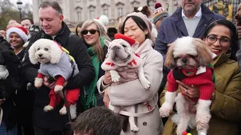 Pooches in Pullovers Strut Their Stuff at London's Canine Christmas Sweater Parade 